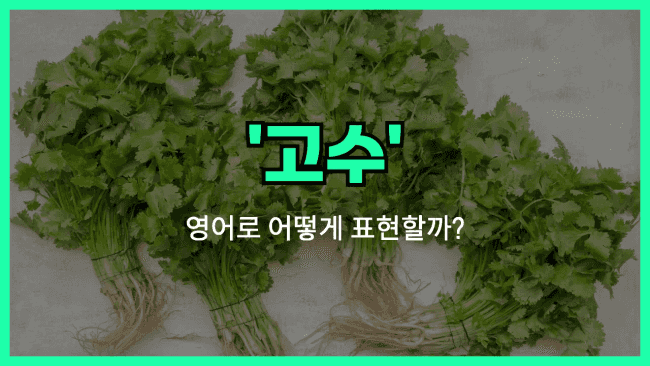 'cilantro' 영어표현