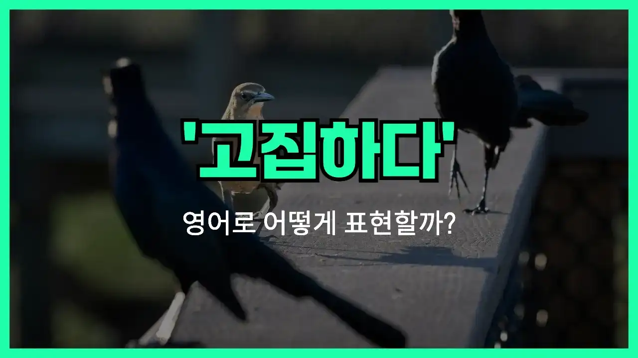 'insist' 영어표현 썸네일