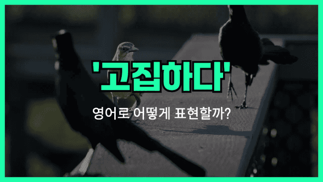 'insist' 영어표현