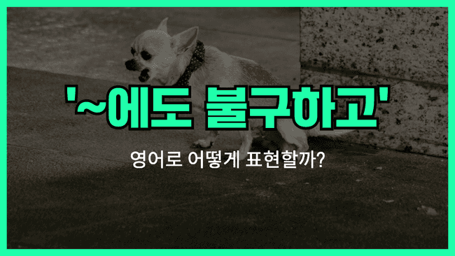 '~임에도 불구하고' 영어표현 썸네일